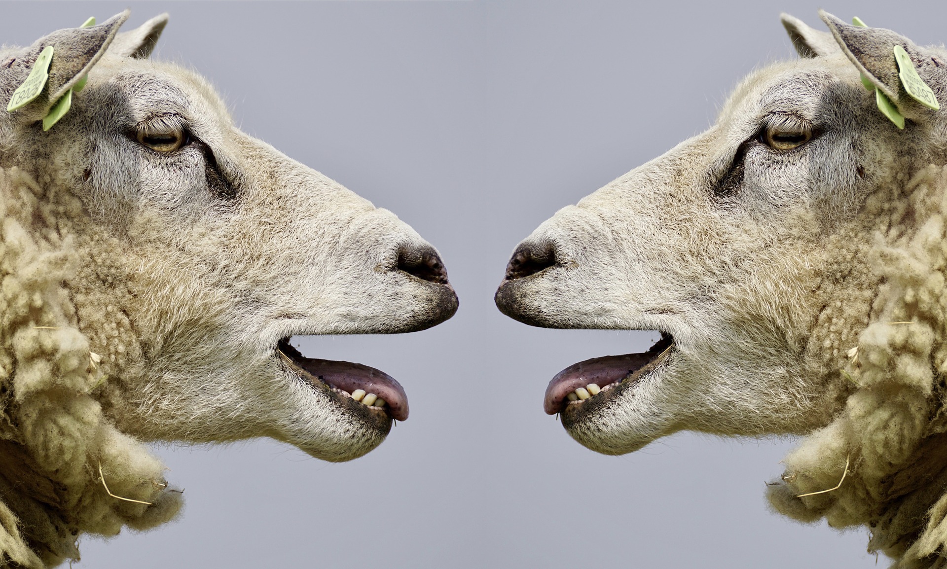Zwei Schafe schauen sich gegenseitig an